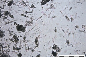 8 α-HH after 80 mins of hydration