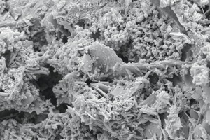 b) control sample exposed to MA