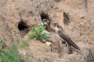 Sand martins in the Elster-Kies plant in Lindwerder