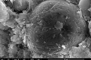 11 SEM images of CHVFA sample without and with 2 % SS