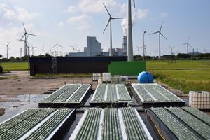 7 Micro algae project