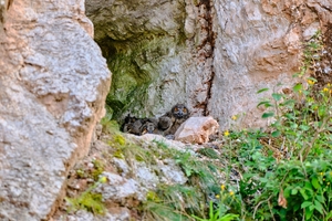 2 In the Fauna category, a picture by Andreas Nolte (commissioned by Rump & Salzmann - Gipswerk Uehrde GmbH & Co. KG) was awarded the prize